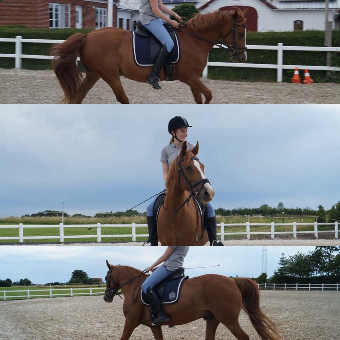 Anden særlig race Manzino billede 19