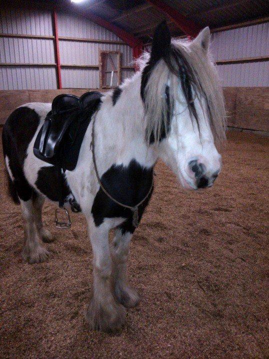 Irish Cob Willow Of Titans billede 41