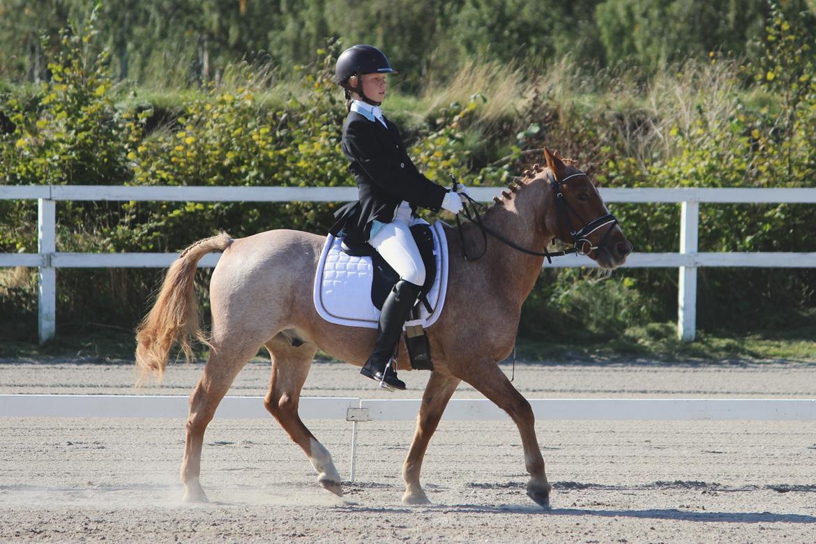 Hollandsk Sportspony Billy Boy - dressur stævne 2015. billede 10