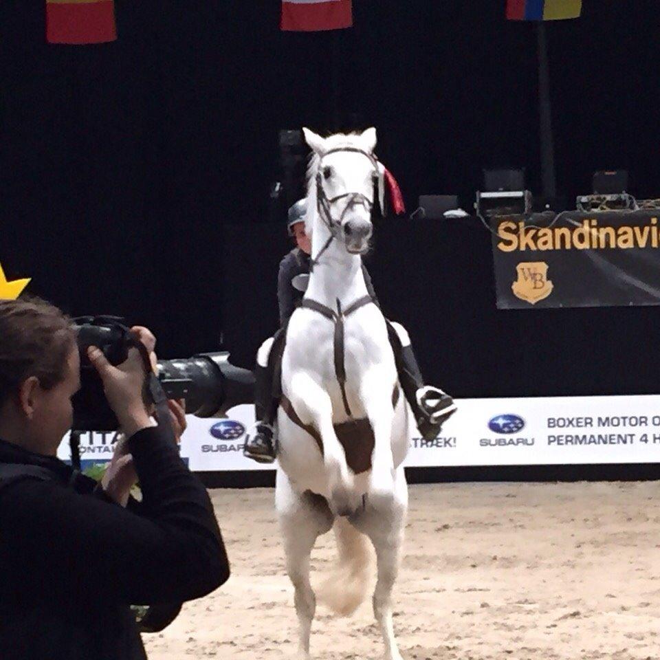 Connemara Moyspring billede 11