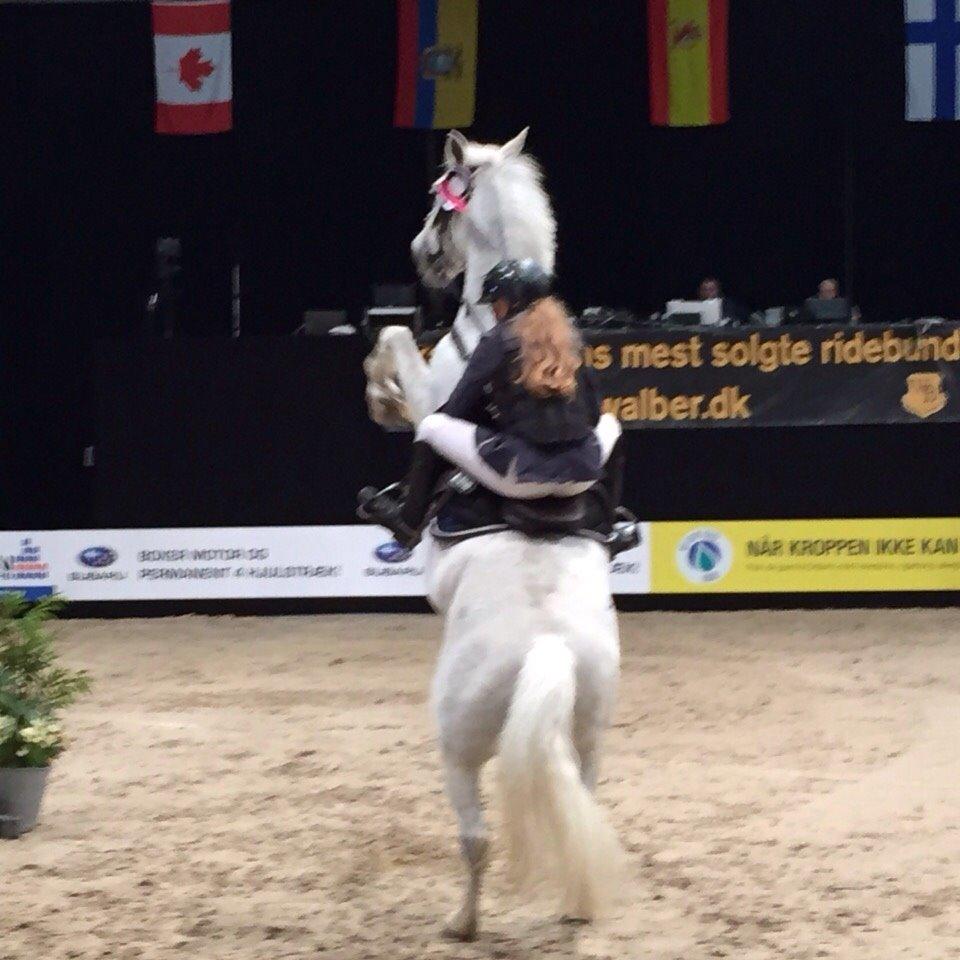 Connemara Moyspring billede 10