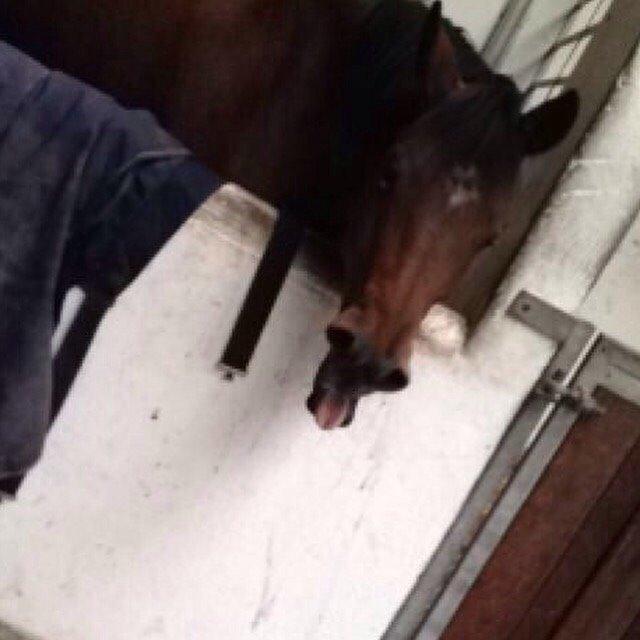 Hollandsk Sportspony Beauty billede 6