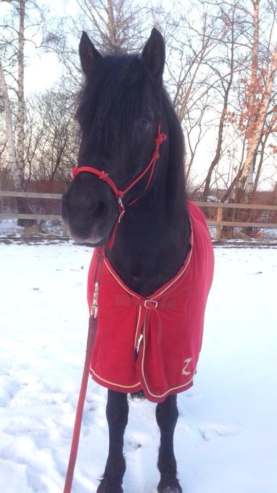 Anden særlig race Zorro billede 1