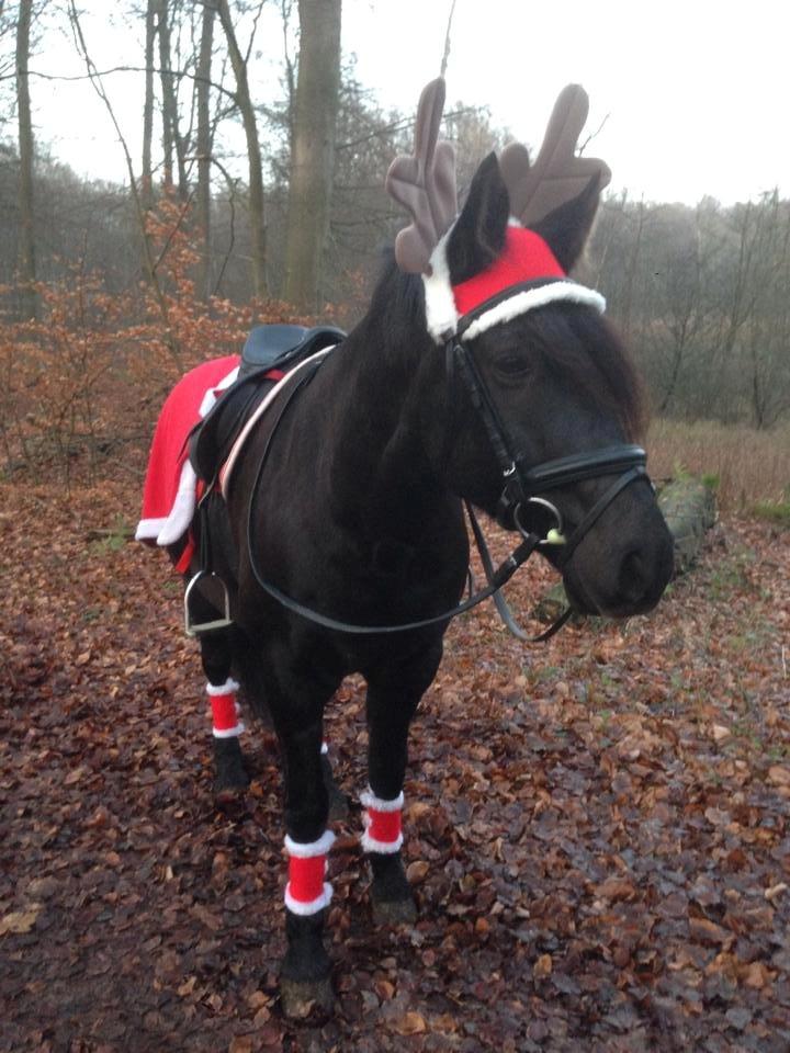 Anden særlig race Zorro - Julehesten! aw billede 11