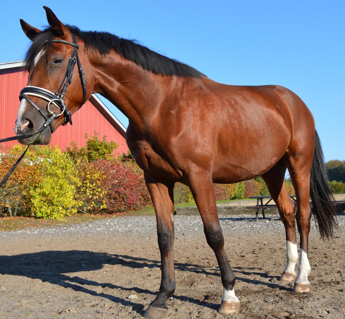 Dansk Varmblod Era Picture - Perfect billede 21