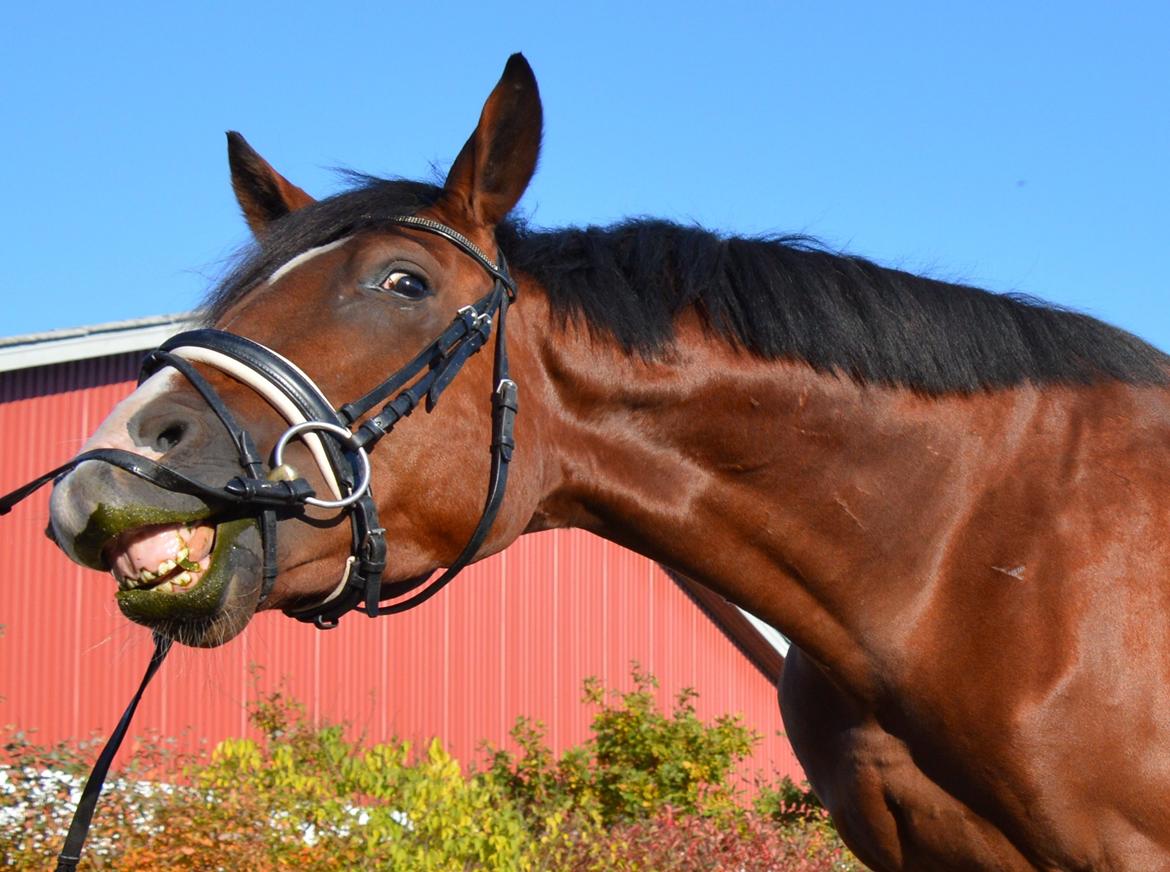 Dansk Varmblod Era Picture - Perfect billede 22