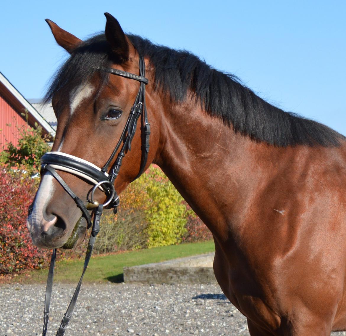 Dansk Varmblod Era Picture - Perfect billede 23