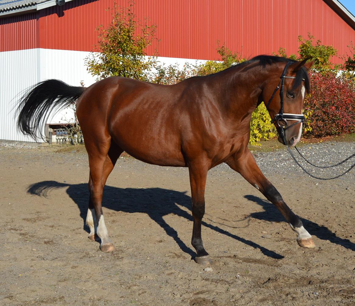 Dansk Varmblod Era Picture - Perfect billede 24