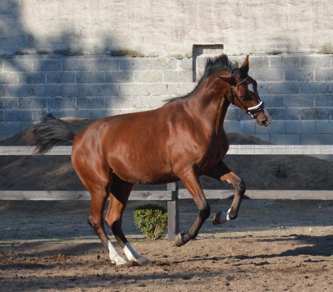 Dansk Varmblod Era Picture - Perfect billede 25