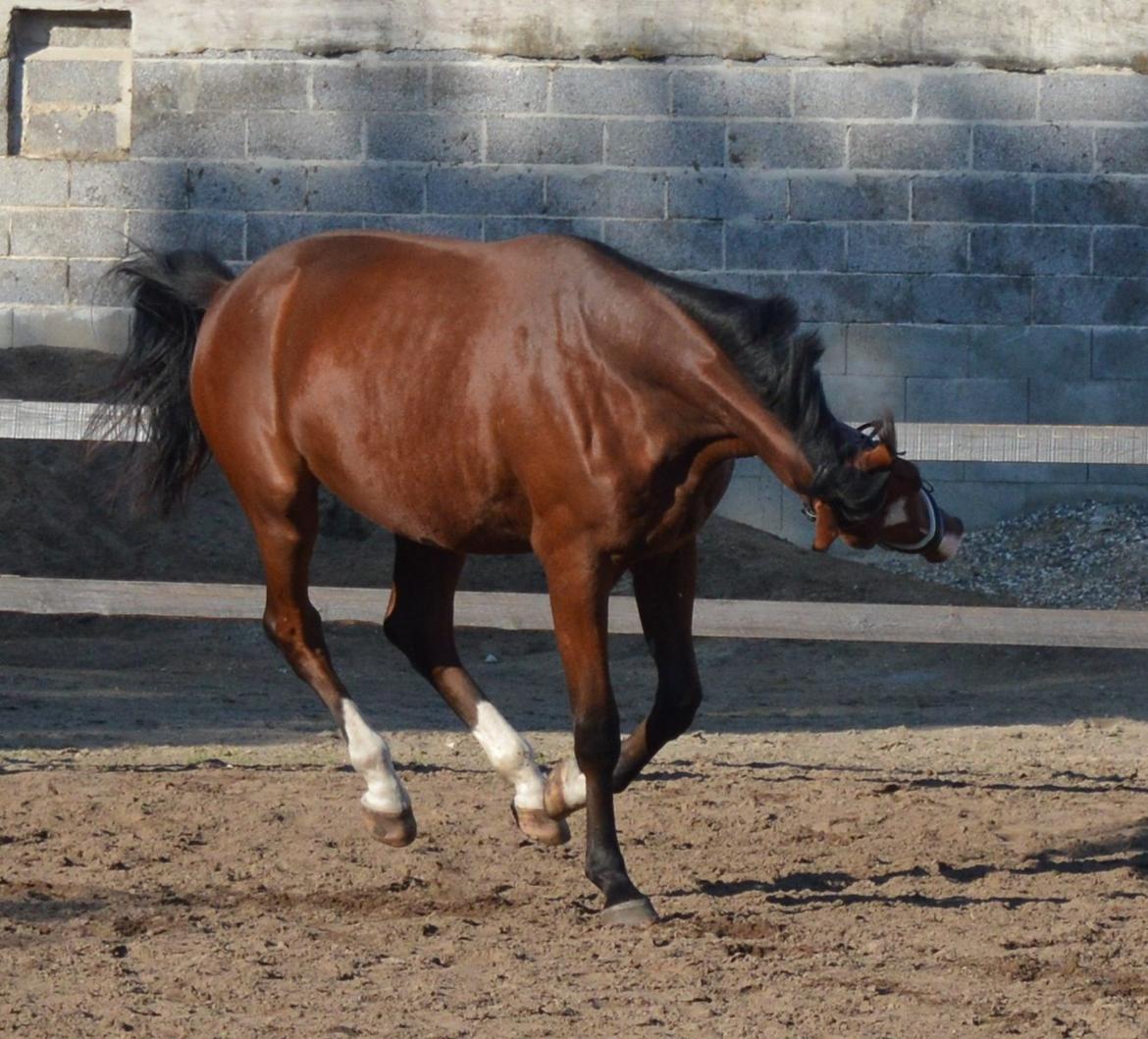 Dansk Varmblod Era Picture - Perfect billede 27