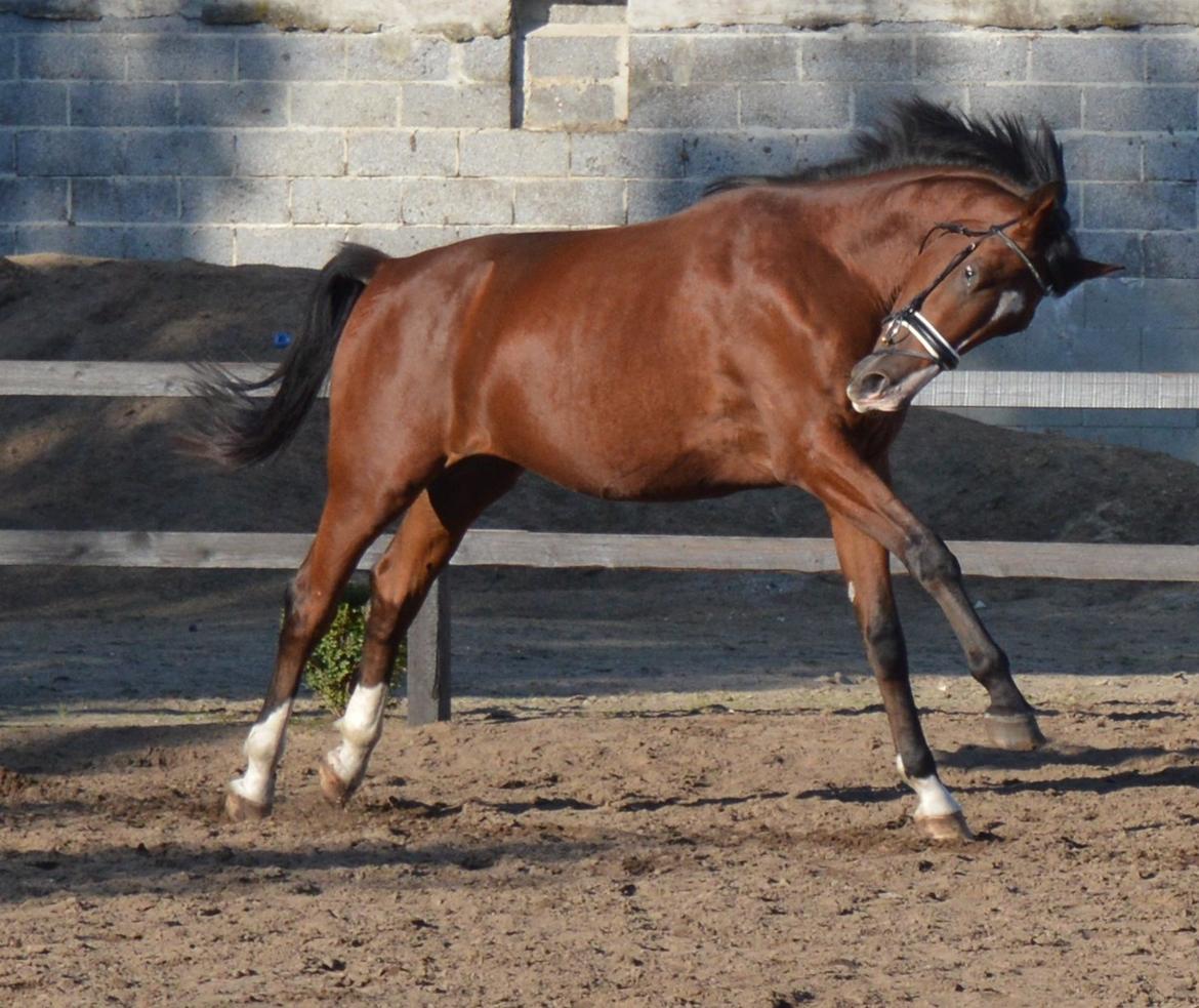 Dansk Varmblod Era Picture - Perfect billede 26