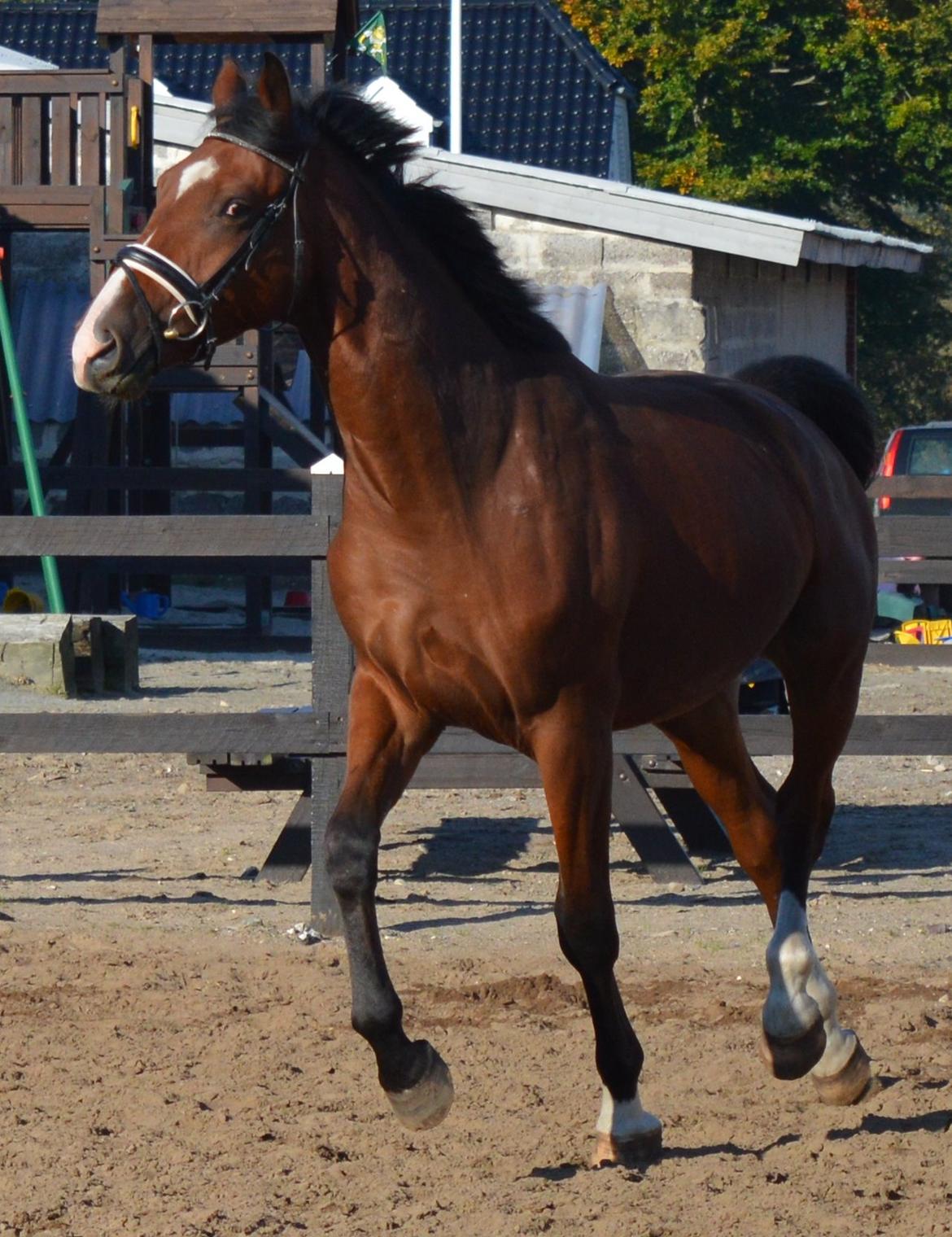 Dansk Varmblod Era Picture - Perfect billede 28