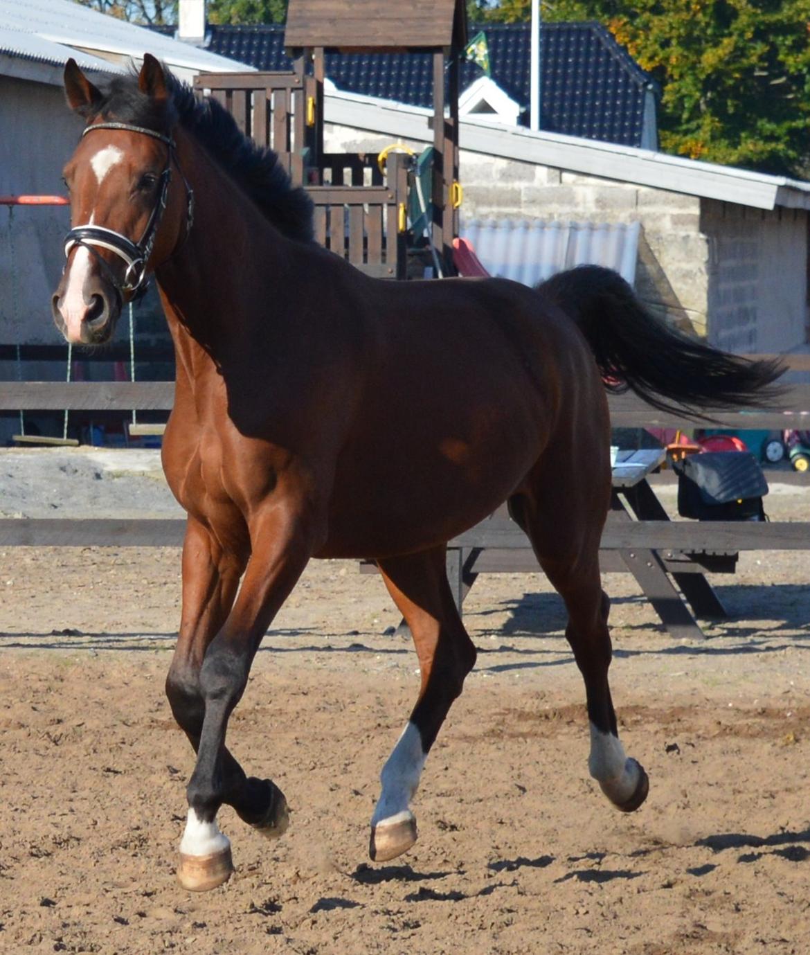 Dansk Varmblod Era Picture - Perfect billede 29