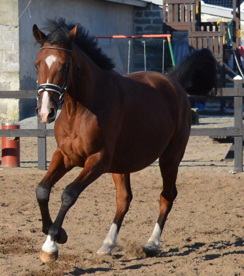 Dansk Varmblod Era Picture - Perfect billede 30