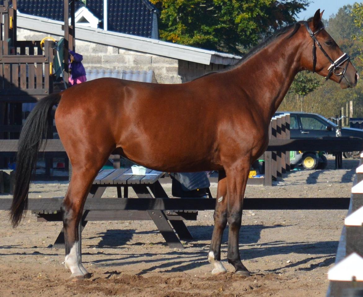 Dansk Varmblod Era Picture - Perfect billede 32