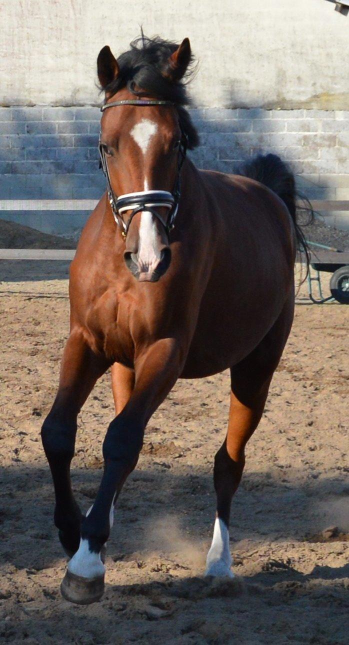 Dansk Varmblod Era Picture - Perfect billede 31