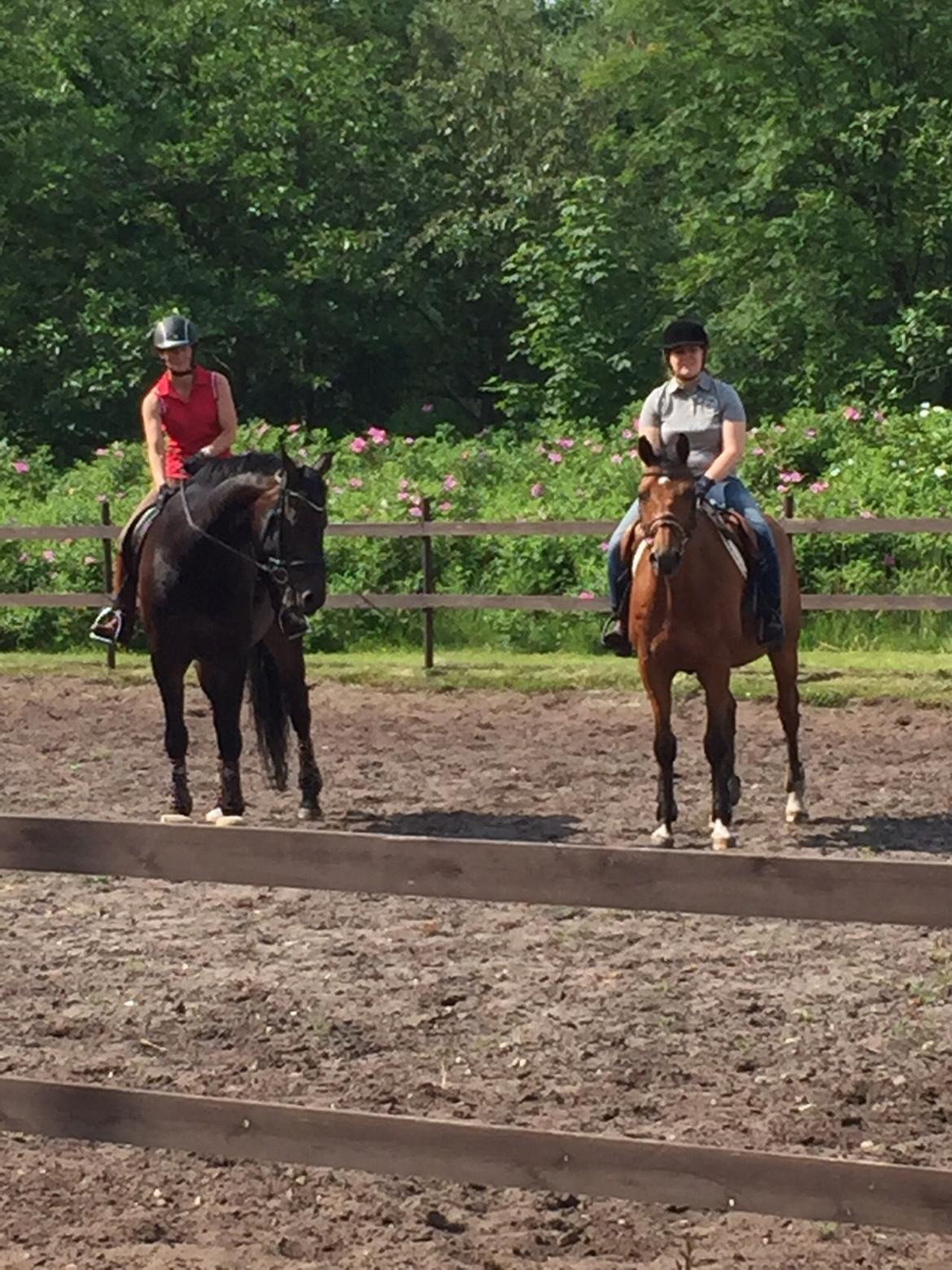 Dansk Varmblod Bækagers quando billede 5