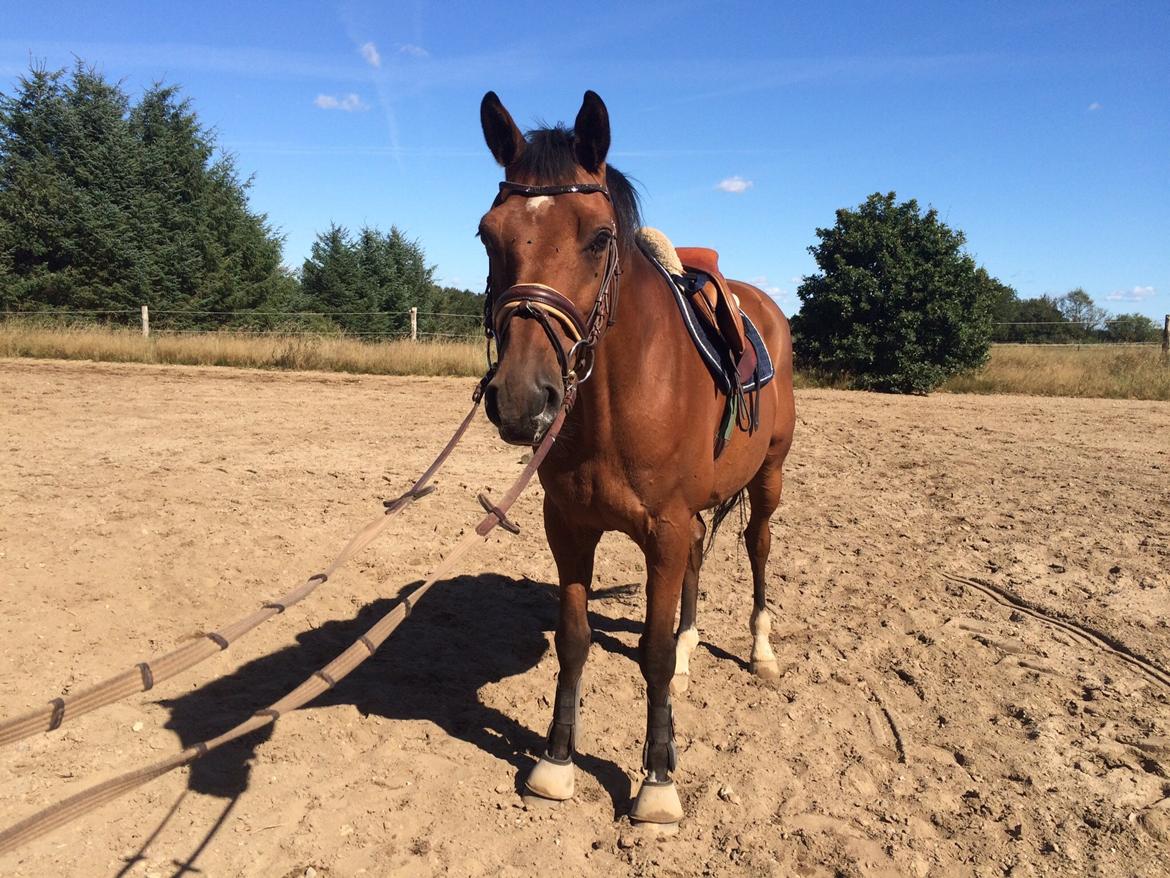 Dansk Varmblod Bækagers quando billede 6