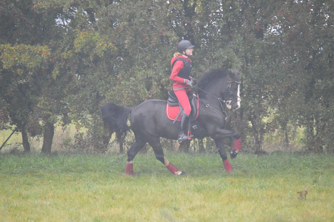 Anden særlig race Lady Guenevere billede 41