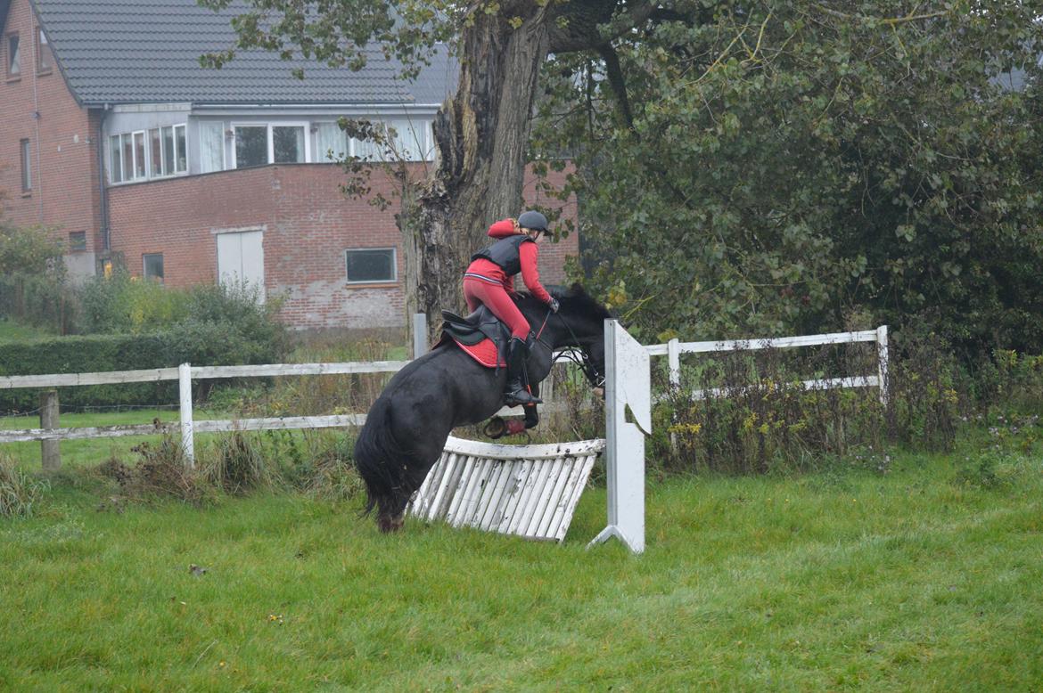 Anden særlig race Lady Guenevere billede 48