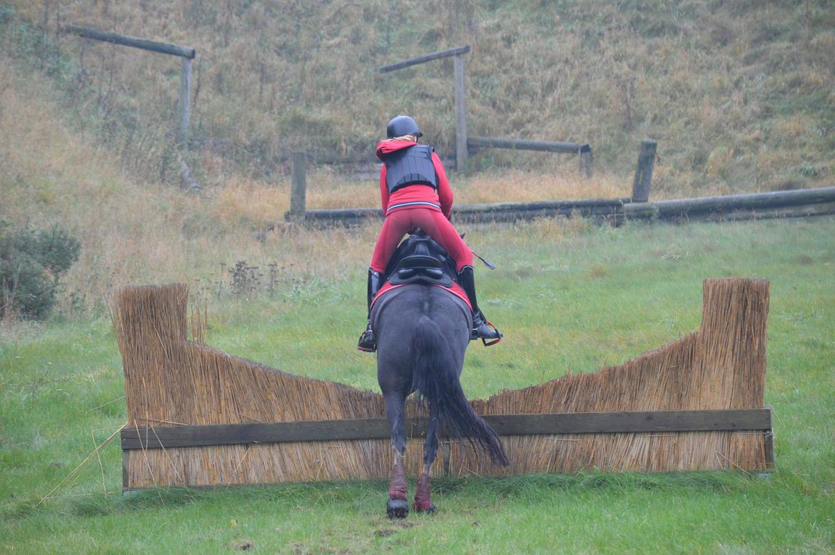 Anden særlig race Lady Guenevere billede 50