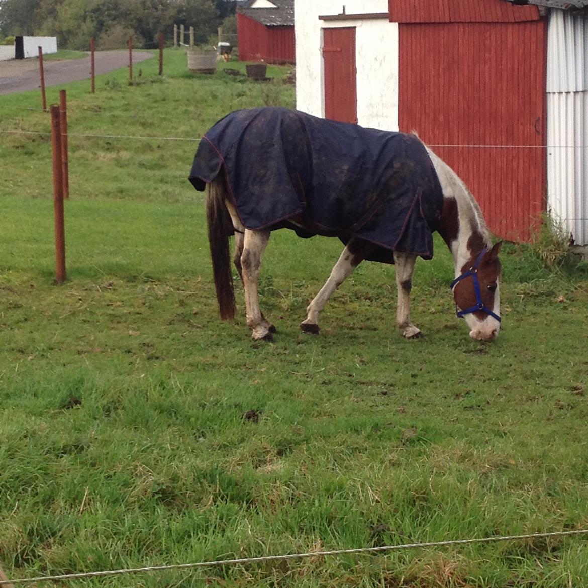 Paint Sweetie billede 1