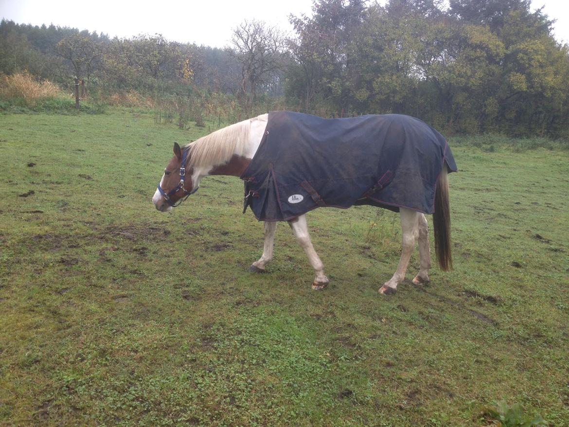 Paint Sweetie billede 4