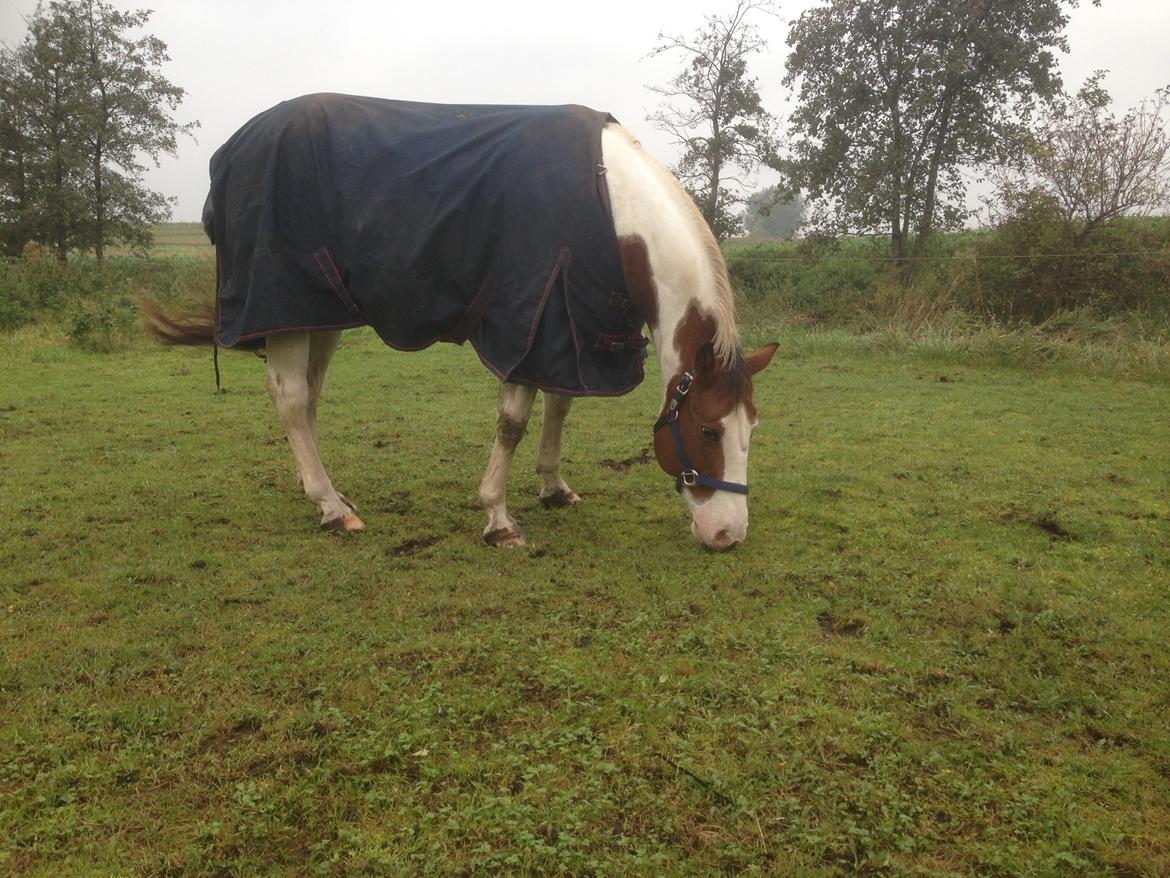 Paint Sweetie billede 5