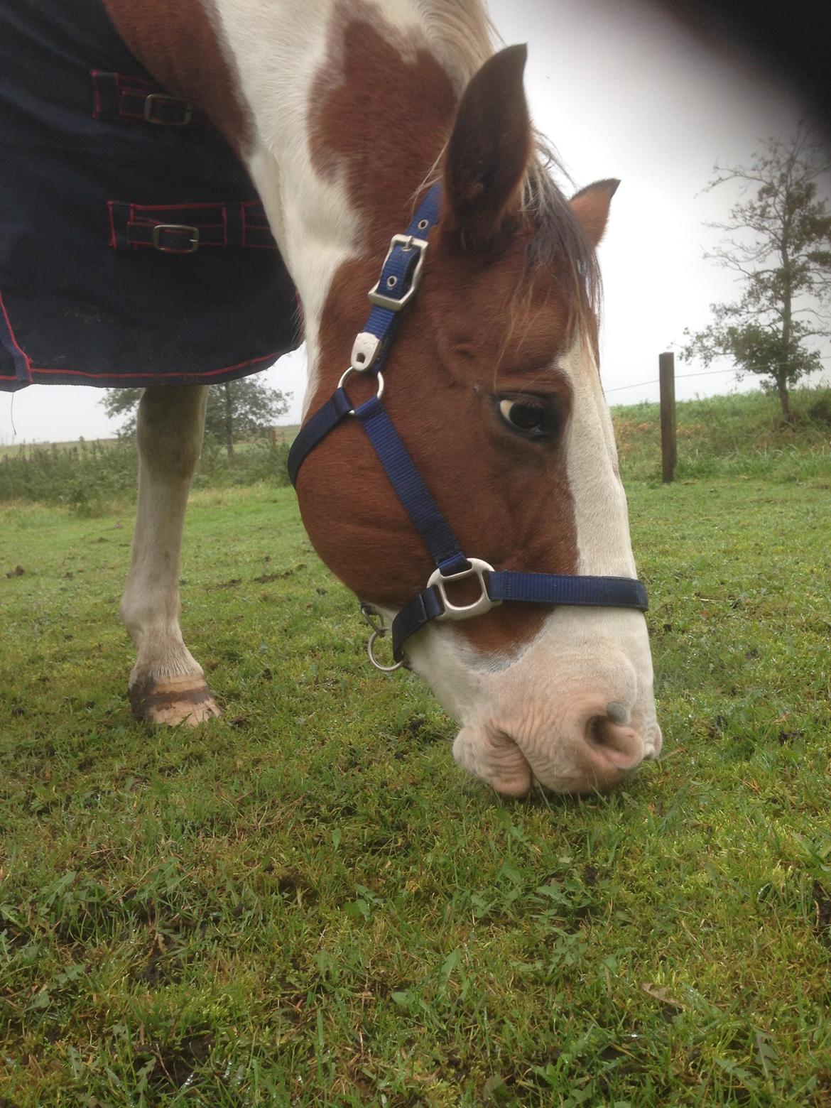 Paint Sweetie billede 6