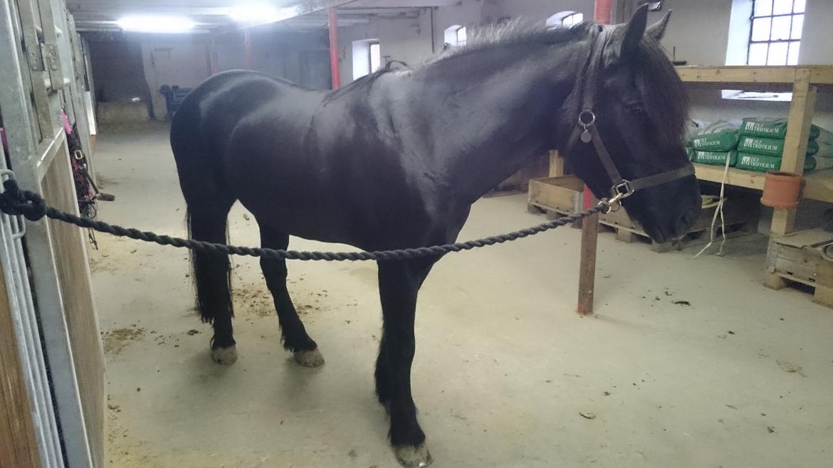 Koldblodstraver Holt Sjur (tidligere hest) - På vej ud og køre. Sikke fin han er blevet med muskler og pelsen. Taget den 18/10-2015 billede 13