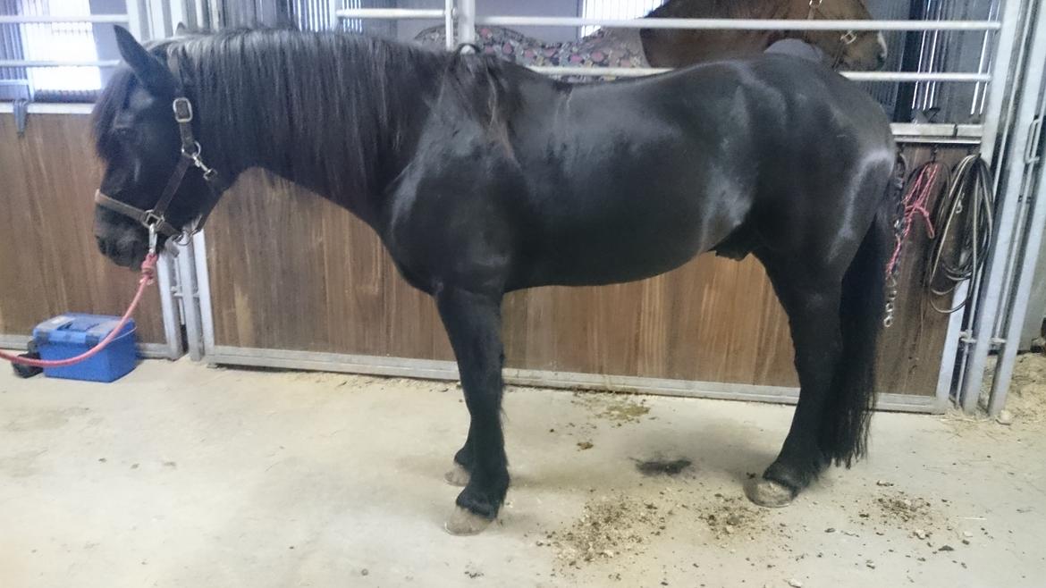Koldblodstraver Holt Sjur (tidligere hest) - På vej ud og køre. Sikke fin han er blevet med muskler og pelsen. Holt er ved at lade op ;-) Taget den 18/10-2015 billede 14