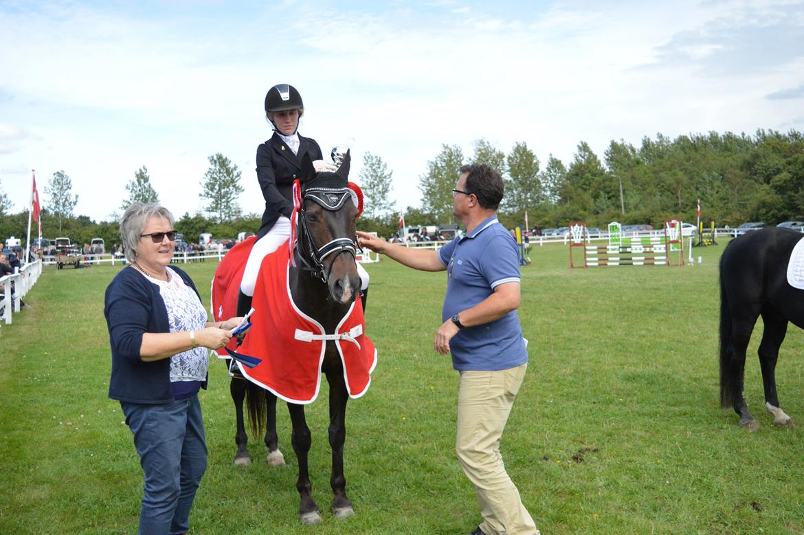 Tysk Sportspony Caruso - min pony! B -pony billede 9
