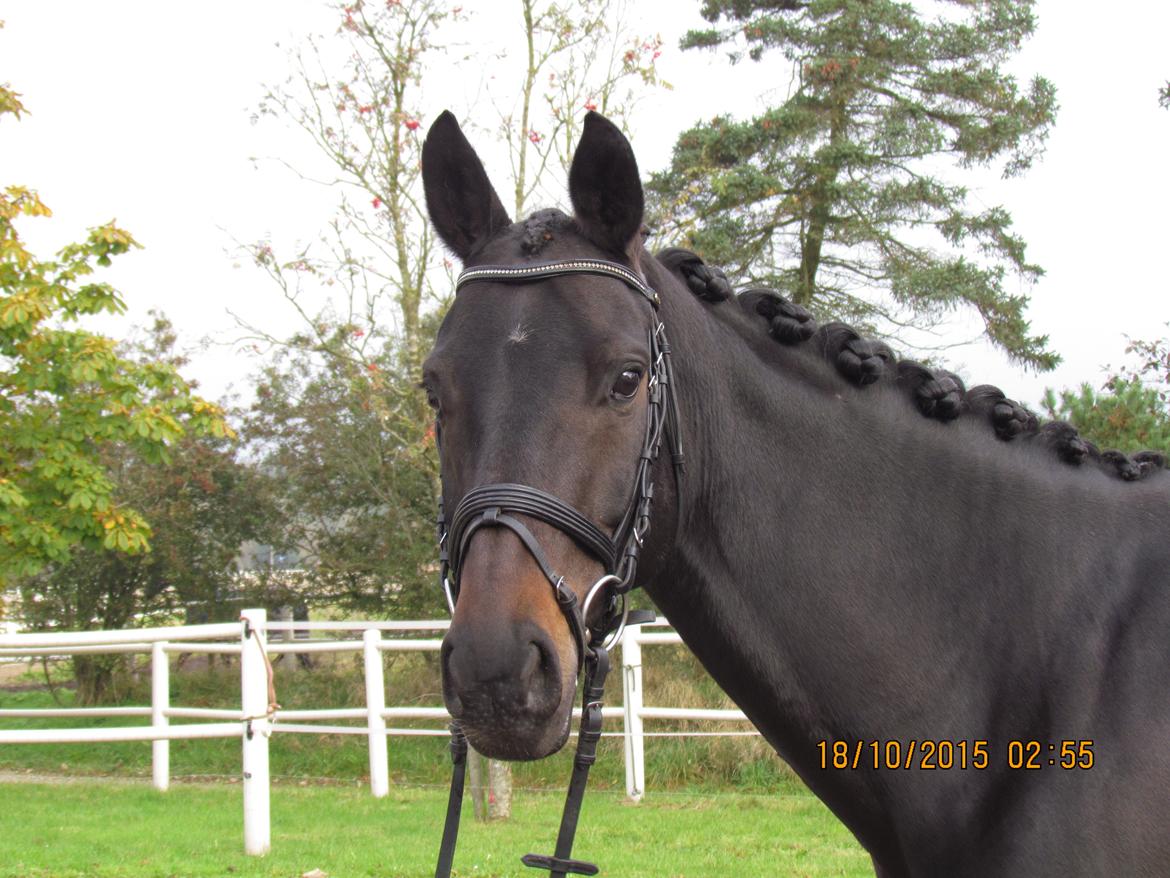 Tysk Varmblod AK's Bantry Bay billede 19
