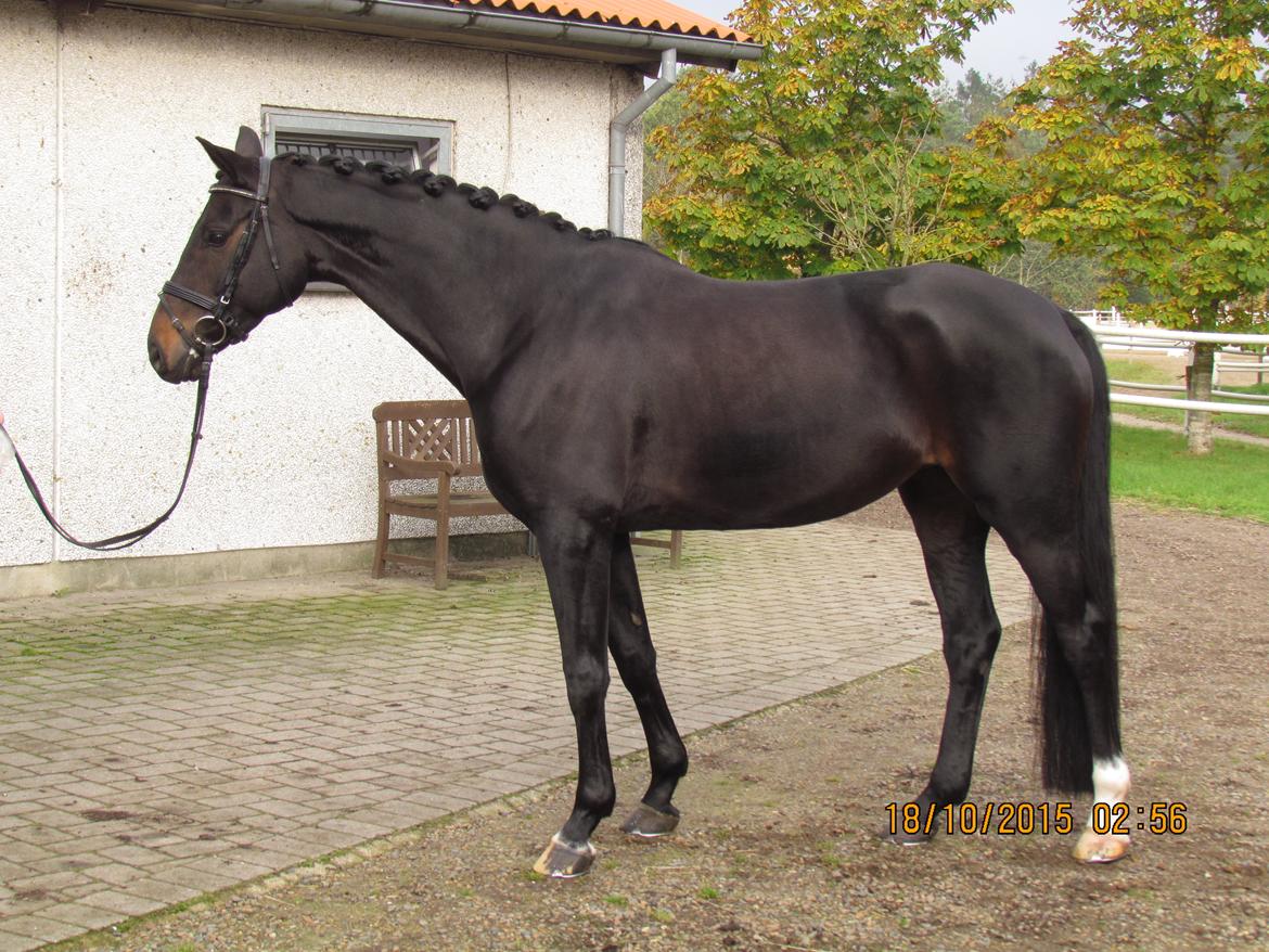 Tysk Varmblod AK's Bantry Bay billede 2