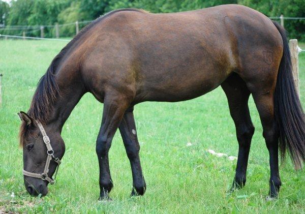 Knabstrupper *Holbæks Shiloh* Solgt * billede 23