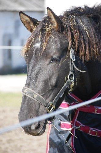 Knabstrupper *Holbæks Shiloh* Solgt * billede 25