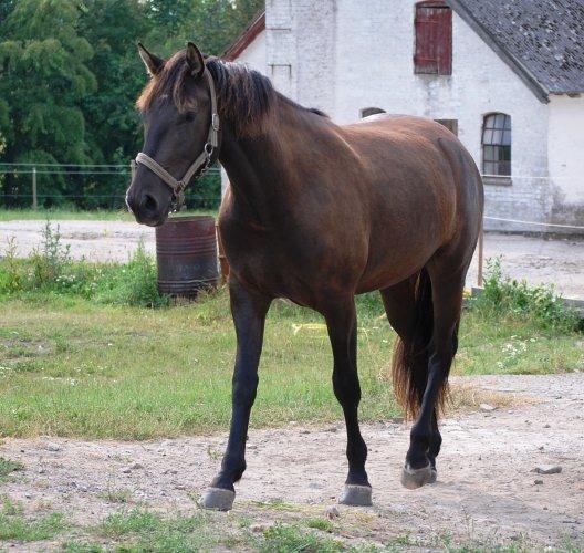 Knabstrupper *Holbæks Shiloh* Solgt * billede 27