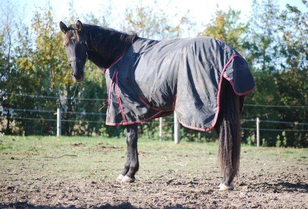 Knabstrupper *Holbæks Shiloh* Solgt * billede 28