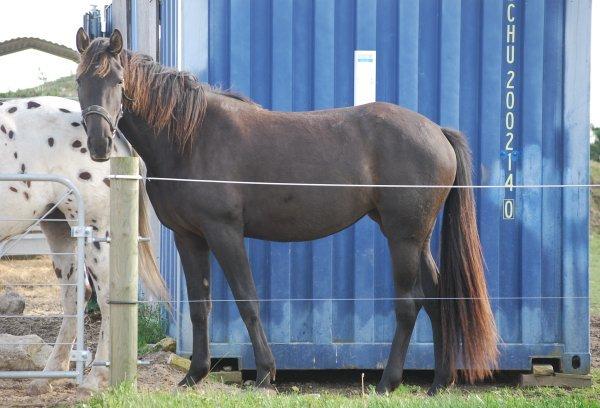 Knabstrupper *Holbæks Shiloh* Solgt * billede 29