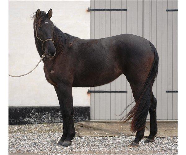 Knabstrupper *Holbæks Shiloh* Solgt * billede 31