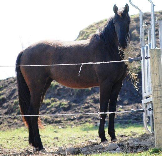 Knabstrupper *Holbæks Shiloh* Solgt * billede 26