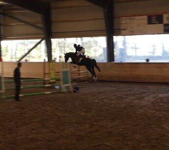 Dansk Varmblod Champ-Siin billede 15