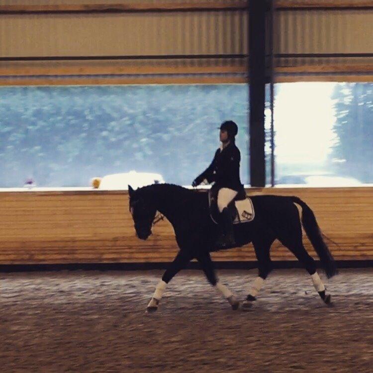 Dansk Varmblod Champ-Siin billede 16