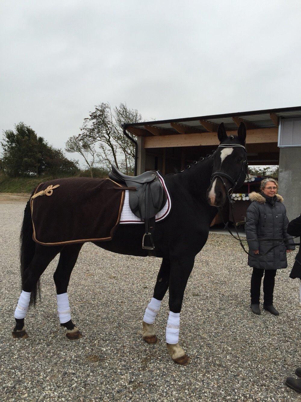 Dansk Varmblod Champ-Siin billede 19