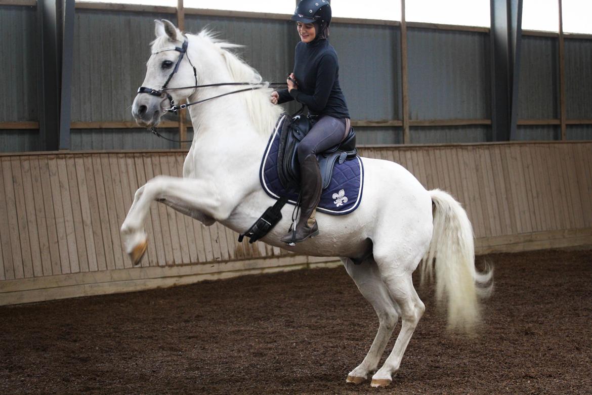 Shagya Araber (SH) Seagal Bajar billede 2