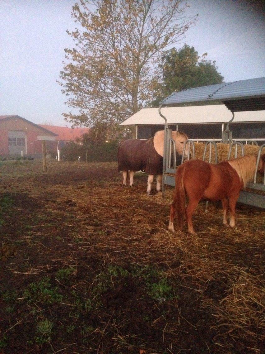 Fjordhest Lucas billede 17