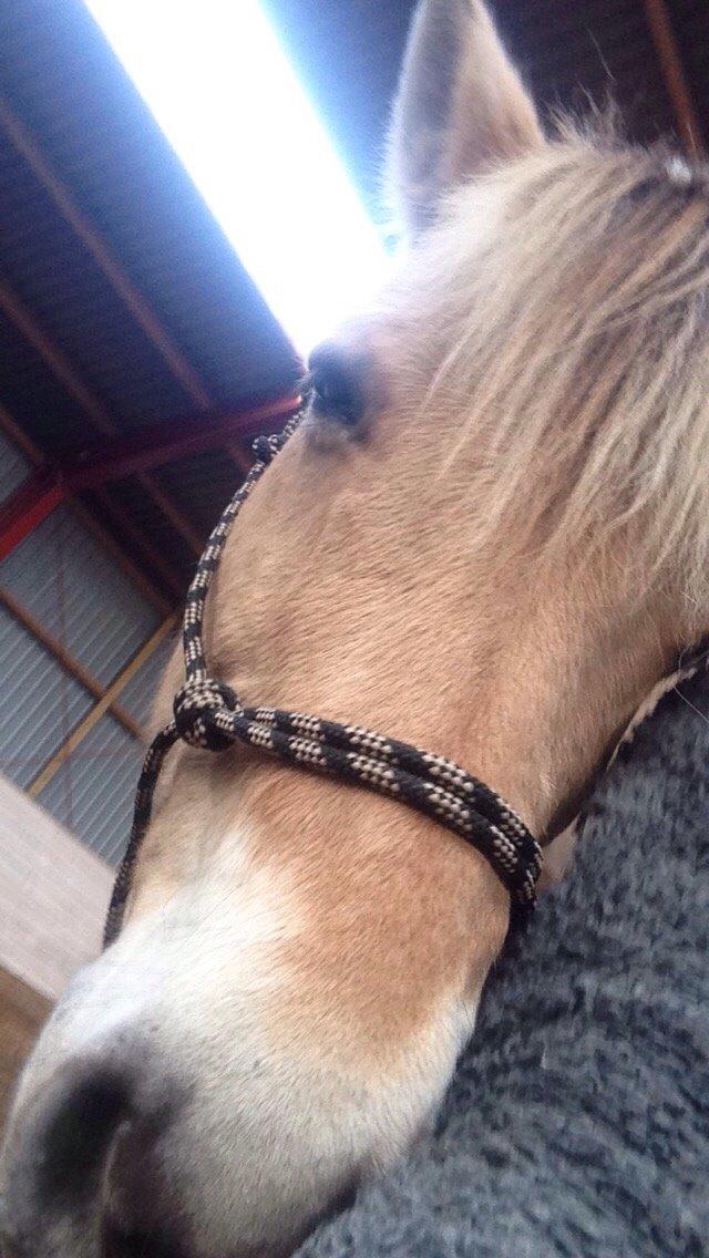 Fjordhest Lucas billede 18