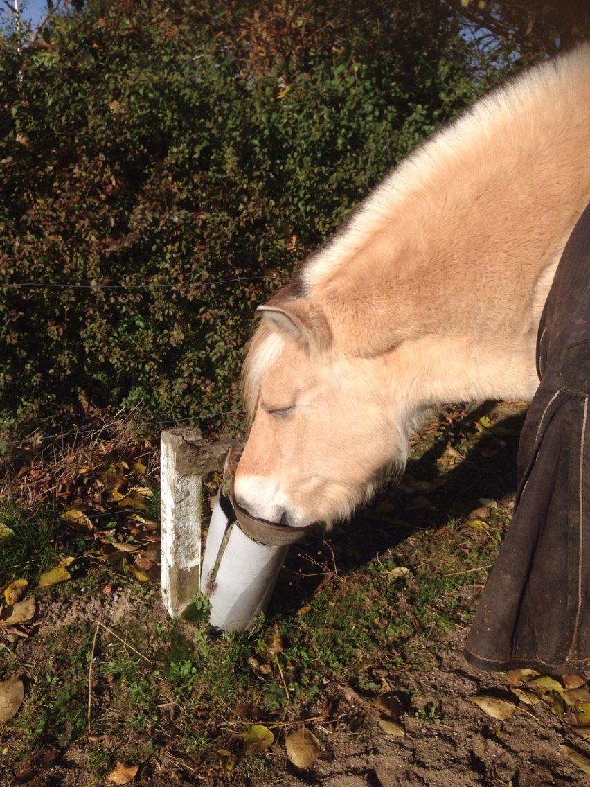 Fjordhest Lucas billede 16