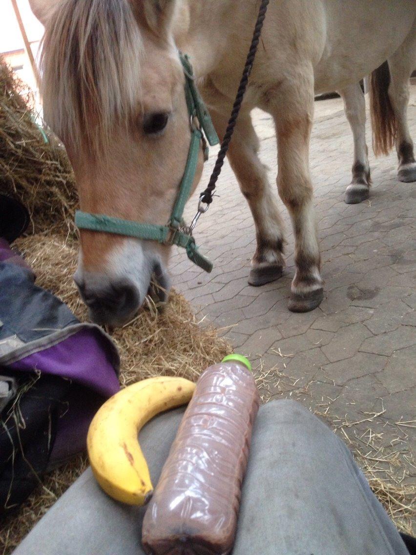 Fjordhest Lucas billede 19