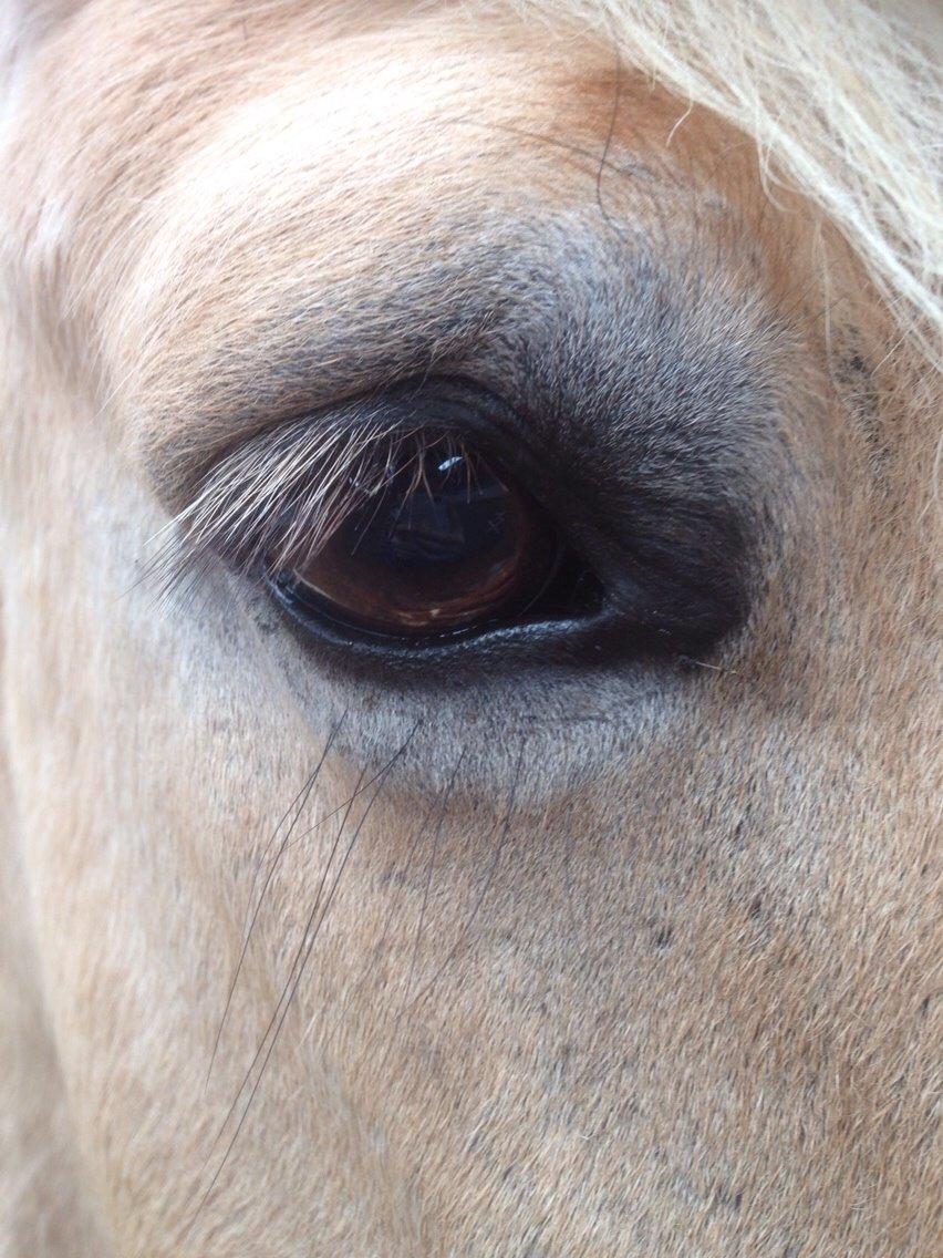 Fjordhest Lucas billede 20